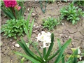 zumbul -lat. hyacinthus 